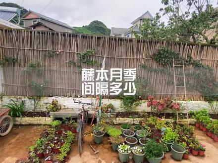 藤本月季间隔多少米种?没有标准哈,喜欢隔多远就隔多远。#养花 #来抖音学农技 #月季#藤本月季 #我家小院 @抖音广告助手 @抖音