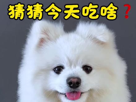 狗狗吃播小鸡馒头,黄瓜花花牛肉馋哭了 #狗狗吃饭 #狗狗吃播 #狗狗 #可爱到爆炸💥 #萌宠出道计划