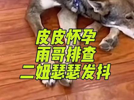 皮皮怀孕雨哥逐个排查 宁夏妈妈二妞瑟瑟发抖#西北刀客猎犬 #创作者中心 #创作灵感 @西北刀客-公益护农 @西北刀客-机油手 @西北刀客-吴队 #实战猎犬