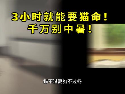 猫不过夏,狗不过冬。猫咪夏天千万不要中暑!#科学养猫咪 #中暑 #宠物 #宠物防暑