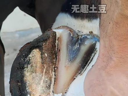 为什么要修剪马蹄? #科普 #涨知识 #知识 #修马蹄 #减速带