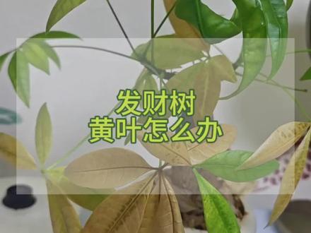 发财树养的越来越差,黄叶掉个不停,光杆子一个,别着急扔了它,给它浇上这种水,很快就枝繁叶茂了。#发财树营养液 #发财树养护 #发财树摆件 #发财树烂根 #发财树养护技巧