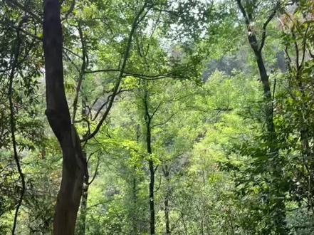 圭峰徒步|非专业级圭峰山X线指南⛰️
圭峰山徒步有很多路线,每一条路线都有不同的体验,这次就先简单分享一下X线吧。X线是人为走出来的野路,不属于景点开发的线路,有一定的危险,需要谨慎出行!有脚就能爬,小孩大人都适合 ,甚至有人还会带上自己的狗狗一起上山~
⚠️但是关于这条线路,希望大家注意以下的内容
1️⃣不要一个人前往
2️⃣尽量早上出发不要在下午三点后前往(尤其是徒步新手和不熟悉该路线的朋友)
3️⃣不要在天气不好的日期前往
4️⃣带好最基础的徒步装备(水、帽子、防滑的登山鞋、登山杖、充电宝)
5️⃣恐高的朋友谨慎前往(有一段悬崖小路)
📍定位:新会 圭峰龙泉生态径(根据钓虾场的指示去走)
🅿️停车:自驾可以停在龙泉酒店停车场
💰门票:不需要门票/龙泉酒店停车不收费
⌛️耗时:X线单程大约耗时2小时(中间有休息)
🎒装备:防滑运动鞋/登山鞋,登山杖,带水和一点吃的,遮阳帽,
⛰️难度:X线属于有一定危险的路线,不建议没有徒步经验的人前行,而且建议2人以上结伴出行。
📱路线:详细路线可以在app两步路上面搜圭峰山,可以看到有人分享查路线,仅仅用图片和视频实在很难讲清楚。
上到绿护桃源之后有几家便利店,也有洗手间,登山累了可以休息买点补给再前往下一站。绿护桃源可以看天鹅,再往前是大草坪,春天可以看樱花,冬天可以看落羽杉,再往前可以前往叱石景区。绿护桃源往下走可以前往玉台寺。
但是注意,要回到起点的龙泉度假酒店停车场要原路返回,或者C线那边下山,如果选择其他路线下山都要再打车回去~
#徒步丈量世界 #圭峰山徒步 #徒步圈 #週末好去處