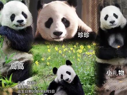 今天3月17日高高和白云的第五个孩子“云子”回四川了#大熊猫高高 #大熊猫白云 #大熊猫云子 #国宝不愧是国宝 #回家乡