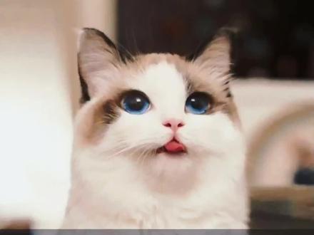 为什么猫咪会埋自己的便便?#科普 #猫咪 #猫知识 #十万个为什么