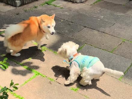 小狗好喜欢吃醋呀 #西高地 #柴犬 #小蛋堡 #狗狗的心思都写在脸上了 #快乐小狗