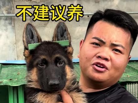 为什么不建议养德国牧羊犬
