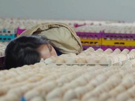 鸡蛋之神的妈妈不就是西南鸡婆吗 那不就是我吗 @爱吃蛋🥚 我爱养鸡 我还养了不少下蛋鸡 回复我我养你啊❤#爱吃蛋 #鸡蛋 #蛋神 #西南鸡婆 #百万员工