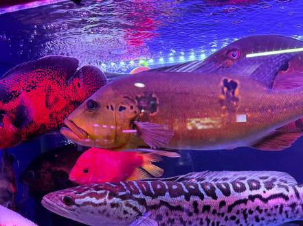 #铅笔鱼 以后的事以后再考虑,先爽了再说,黄化入缸