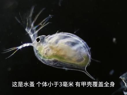 水蚤#节肢动物#污水处理#环保#科普