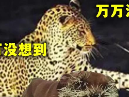 长满倒钩的豪猪刺,不光能扎穿狮子刺死花豹,竟还是最先进的手术缝合针#豪猪 #狮子 #花豹 #奇闻异事