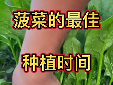 菠菜的最佳种植时间!#三农 #农业种植 #抖音助农 #新农人计划 #种植小技巧 @抖音小助手