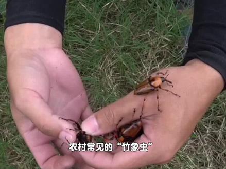 农村常见的“竹象虫”,过去被人拿火烤着吃,为何如今很少见到?#科普 #竹象虫 #竹象虫养殖 #害虫