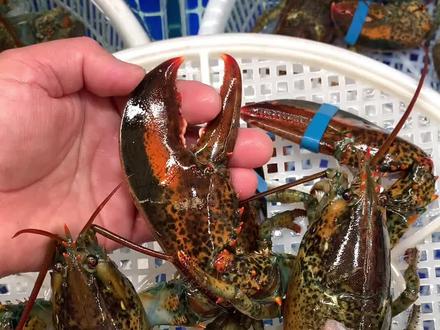 波龙公母价格一样,母的现在有黄,公波龙肉更多一点。