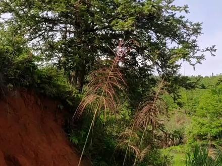 山坡下有种珍贵植物老虎须,腰腿酸痛的人有帮助,就是越来越少了