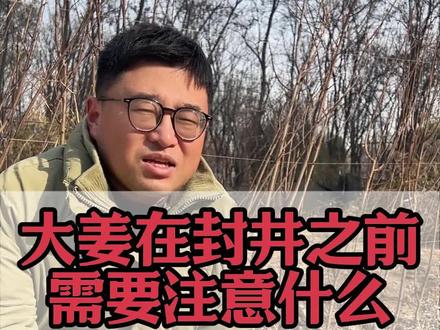 大姜在封井之前需要注意什么#大姜种植