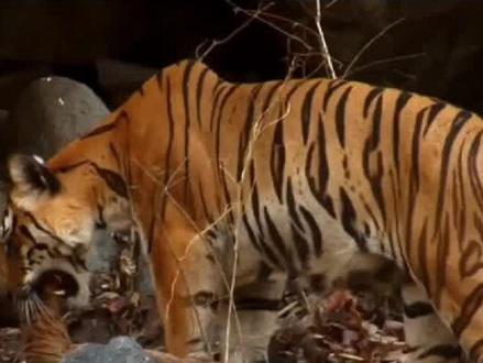 虎毒未必不食子,有些动物会吃掉自己的孩子,是心狠还是另有原因 #动物的迷惑行为 #虎毒不食子