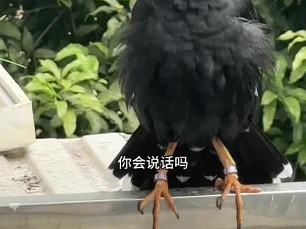 第一次有小鸟飞来我们家耶, 我居然还问他会不会说话哈哈#生活碎片 #报备