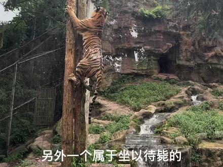 讲解员专业✌🏻#碧峰峡野生动物园