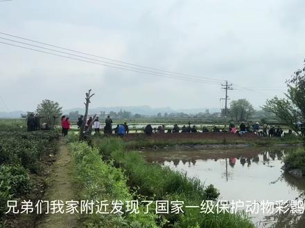 我们村上发现了国家一级保护动物 #农村 你们拍鸟我拷打福寿螺卵