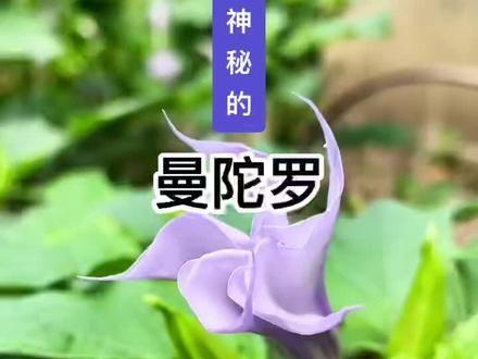 #一日一植 茄科植物曼陀罗,又称:曼荼罗、满达、曼扎、曼达、醉心花、狗核桃、洋金花等。曼陀罗为什么不能靠近?曼陀罗有毒吗?#植物科普 #星河知识计划 #璀璨科学星 @抖音青少年