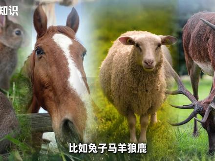 为什么大多数食草动物的眼睛长在两边,食肉动物长在前面? #科普 #动物 #眼睛 #青年创作者成长计划 @三养Samyang官方旗舰店 #三养火鸡辣新年更快辣