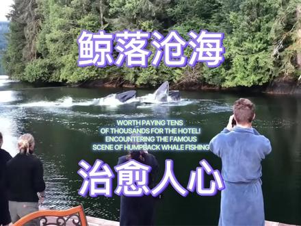 花几万住旅馆值了!偶遇座头鲸捕鱼名场面,破防了~治愈到想哭~
