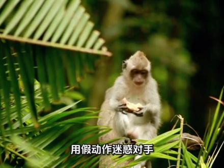 今日学习成语#指东打西#生肖文化#十二生肖