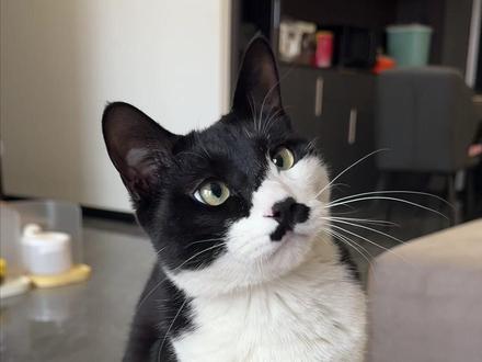 祝大家新年快乐~ #抖音新春特别会#万物可爱计划#宝贝年味企划