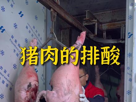 “排酸”作为猪肉处理工作中极为重要的一步,你知道排酸是什么吗?你平时吃的肉是排酸肉吗?#猪肉 #排酸肉