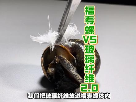 福寿螺VS玻璃纤维2.0 #福寿螺 #玻璃纤维 #零食推荐