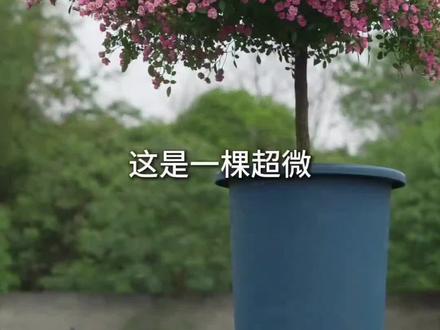 超微腇个头小、花超多,多头群开,轻剪复花快, 小巧不占地,株型紧凑,阳台、桌面、窗台都能摆也能养爆盆。#海蒂的花园 #超微月季 #爆花机器
#花期超长又好养的花