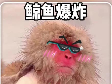 北极熊发现了一头膨胀的鲸鱼尸体,吸引来了鲨鱼和北极熊啃食,那么鲸鱼会不会爆炸呢?#神奇动物在抖音 #野生动物零距离 #海洋生物 #北极熊