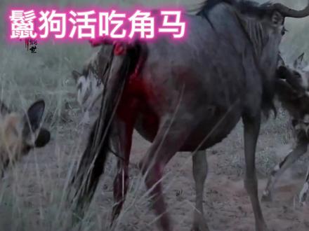 鬣狗活吃角马,太可怜了,根本跑不了! #角马 #鬣狗 #鬣狗捕食角马 #鬣狗野狗 #鬣狗杀手 #野狗