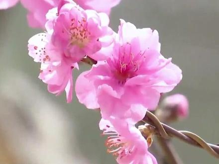 3月就去有花的地方吧!郊野公园3月的桃花是春城最不容错过的美景!#春暖花开奔你而来 #阳春三月春暖花开 #十里春风赏花季 #昆明