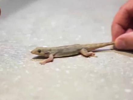 壁虎如何做到断尾求生?独特骨骼结构是关键,神奇细胞实现再生 #动物 #科普知识 #壁虎 #神奇 #冷知识