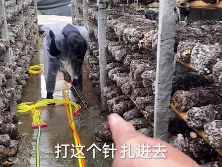 大山里长出来的蘑菇要“打针”你不知道吧?一年打四次!不为人知的秘密#记录生活 #农村生活 #家乡特产 #蘑菇