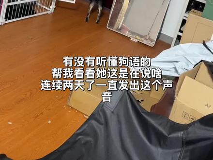 她在说啥呀
#狗 #狗语 #狗狗 #柴犬