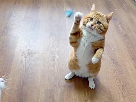 这个玩具蝴蝶没有哪个小猫能够拒绝 消耗猫咪多余精力 还可以循环使用#猫咪玩具 #逗猫棒 #新手养猫 #萌宠好物