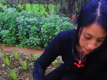 紫花菜火了,有朋友怀疑是滤镜调色。今天就来个一镜到底,把所有花菜摘个遍,看看是真是假。 #我的乡村生活 @抖音小助手