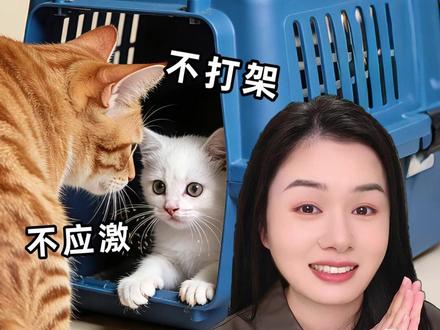 新旧猫咪15天磨合指南,❌不打架❌不应激! #养猫新手 #科学养宠知识 #新手养猫 #养猫经验分享 #猫咪打架日常