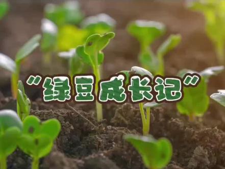 🌱植物的生长秘密:《绿豆成长记》
🪴快来和斑马宝贝一起探索小绿豆是怎样变成豆芽的?
#种子发芽 #热爱生活是一种能力
