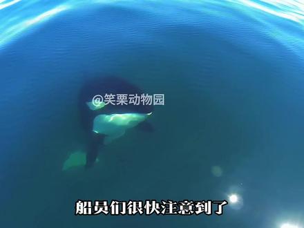 虎鲸:虎鲸营救记2,拯救被困沙滩搁浅的虎鲸 #动物#海洋动物#虎鲸 #动物世界 #自然纪录片