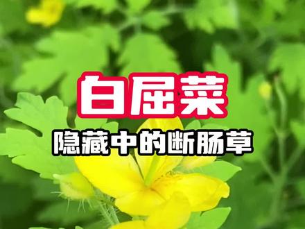 隐藏中的断肠草 #白屈菜 #断肠草 #植物科普 #中草药 #药用植物