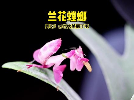 兰花螳螂 #好样说虫子 #科普 #昆虫 #最美生物 #知识分享 妈呀!简直美哭了,怎么能这么美?!好爱好爱兰花螳螂~感谢昊宸同学帮忙微距记录!