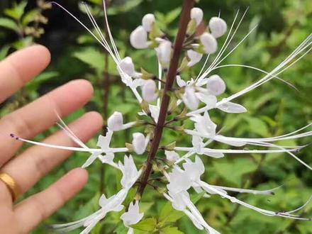 猫须草 还有一名叫肾茶 对肾结石 效果不错哦