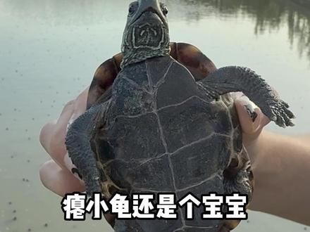 教你如何调教小乌龟 #小文的龟 #大学生 #中华草龟 #乌龟