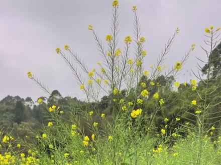 最近刷到太多无人机在油菜地里打药的视频,连官方都在说菌核病"一促四防",好多人都被带偏了,以为:油菜天生就爱得病,不打药、不施肥,根本种不出来。
但我们用实打实的实践告诉你:这不是真相!我们自己零农药、零化肥,真生态种植的油菜花完全没有任何病害现象,另外生态农友在四川简阳寨子村,坚持自然农法,真生态种植的油菜,最后亩产还能达到352斤。
跟那些要打药、靠化肥催长的油菜比,产量一点不逊色,甚至更稳、更健康。我们就想真心问一句:到底是油菜本身容易生病,还是过量化肥、农药催得太狠,把作物自身的抵抗力给耗没了?
顺应土地、顺应自然,让油菜自己长壮,才是最根本的抗病办法。别再被“不打药就种不成”的话骗了,好地、好方法,真的比药更管用!