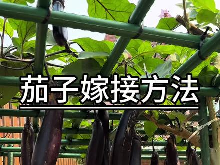 网红托鲁巴姆树,最近嫁接茄子很火,今天给大家分享它的嫁接方法#茄子 #嫁接 #托鲁巴姆砧木 #种植小技巧