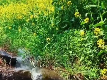 伟人年青时的诗词一样霸气#诗词